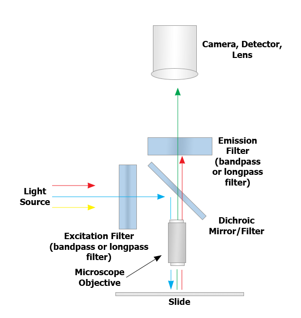 simple fluorescence microscope diagram