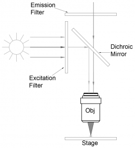 Fluorescence Microscopy, fluorescence microscopes, Illuminating